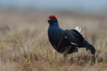 Black grouse (Tetrao tetrix) shouting. Black grouse calling. Birkhuhn. Gamebird (Lyrurus tetrix). Early morning. Forest. Bog