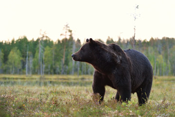 Brown bear (Ursus arctos). Male bear.