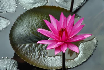 Afwasbaar Fotobehang Waterlelie Pink water lily