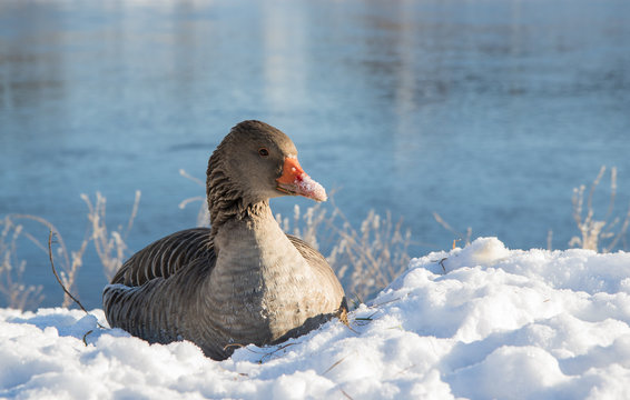 Wildgans im Schnee