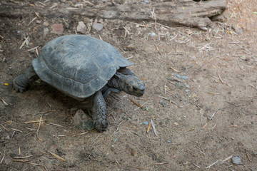 Obraz premium turtoise walking on the ground