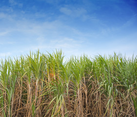 Sugarcane field in blue sky