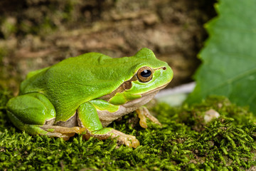 European green tree frog lurking for prey in natural environment