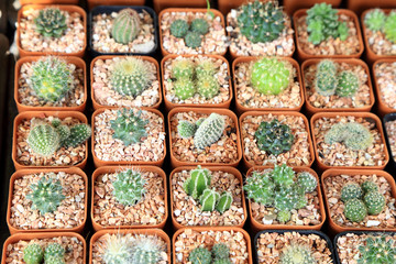 Variety of small beautiful cactus in the pot, seen from top.