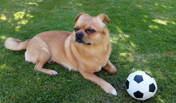 Hund mit Fu&szlig;ball