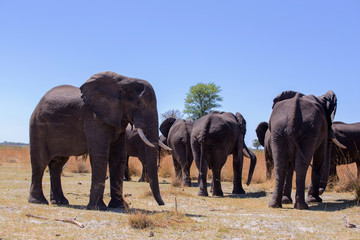 Fototapeta na wymiar heard of african elephants