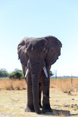 Naklejka na ściany i meble african elephants