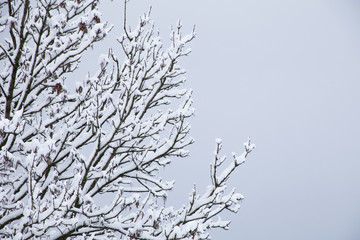 Landschaft im Winter mit schneebedeckten Bäumen