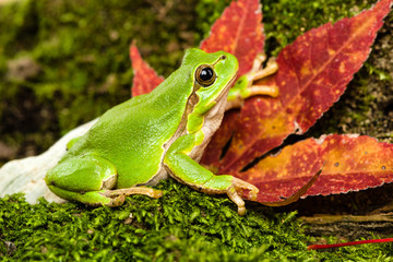 European green tree frog lurking for prey in natural environment