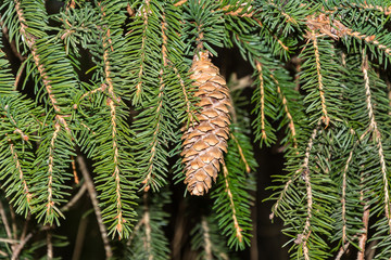 Among the green fir-cone fir branch.