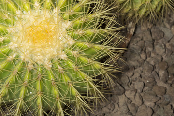 Naklejka na ściany i meble Echinocactus grusonii known as golden ball cactus