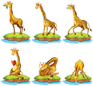 Giraffes in different actions on island