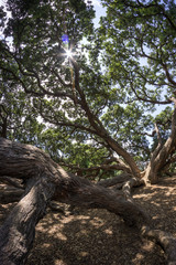 Obraz premium new zealand pohutukawa