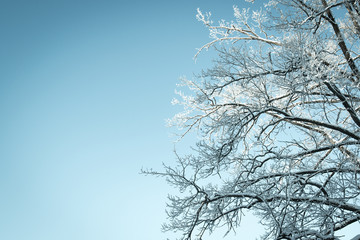 Fototapeta na wymiar winter background looking up into a tree