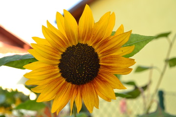 Słonecznik Sunflower © Lukasz