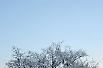 snow-covered branches of trees in frost on the background of win