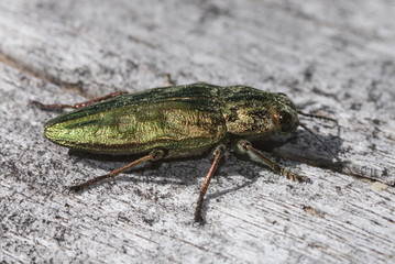 Escarabajo joya Chalcophora mariana