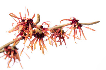 Heilpflanzen: Zaubernuss (Hamamelis vernalis)  isoliert auf weiß