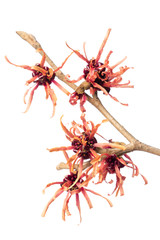 Heilpflanzen: Zaubernuss (Hamamelis vernalis) Zweig mit Blüten