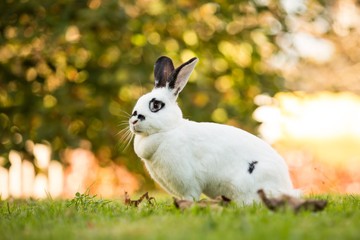 Weißes Kaninchen in der Frühlingswiese