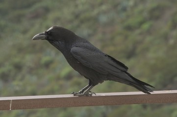 Ворон черный