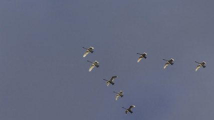 Flock of Swans in Formation