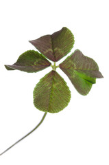 Fototapeta premium four-leaf clover for good luck isolated on white background