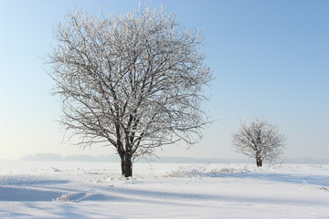 Февральский день.\Зимний день,деревья в поле,покрытые снегом.