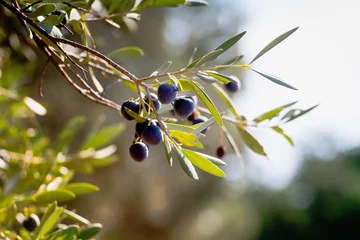 Photo sur Plexiglas Olivier Sprig of wild olive tree.
