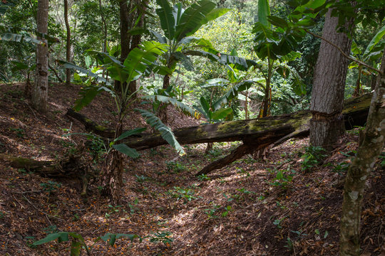 inside a tropical forest from Nicaragua