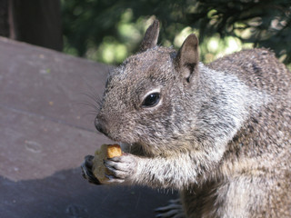Close-up of squirrel in Yosemite Valley, Yosemite National Park, California