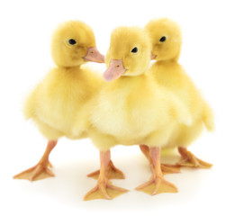 Three yellow ducklings.