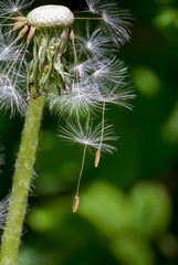 Flew dandelion seeds.