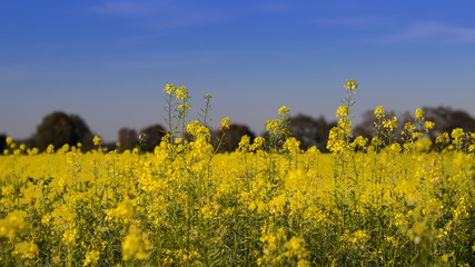Rapsfeld und blauer Himmel