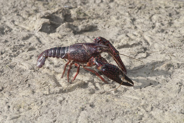 Cangrejo americano rojo Procambarus clarkii