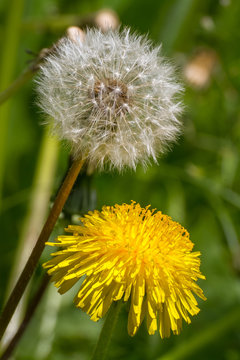 Fototapeta Two dandelion - one blooming, the other in fluffy parachutes.