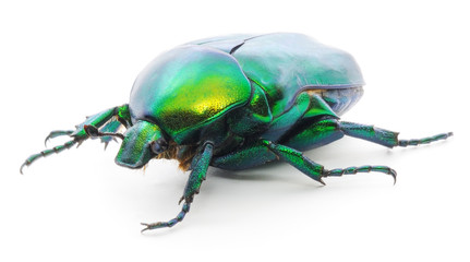 green beetle