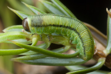 Larva de simphitae Monoctenus juniperi sobre Juniperus communis