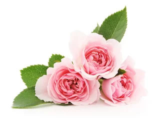 Fotobehang Roze rozen © Anatolii