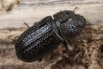 Hembra del escarabajo Sinodendron cilindricum