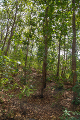 inside a tropical forest from Nicaragua