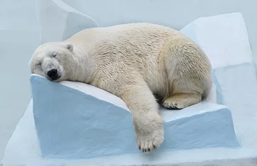 Deurstickers Ijsbeer De ijsbeer slaapt.