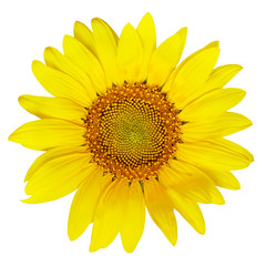 Naklejka premium Sunflower