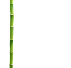 Fototapeta premium green bamboo