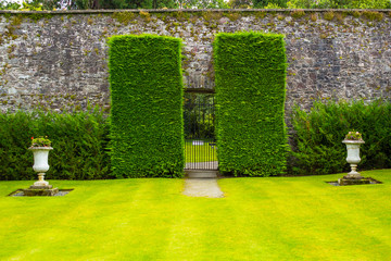 Old iron garden gate with high hedges - 102816810