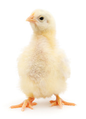Small chicken