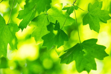 green leaves on the green backgrounds