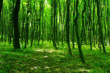 Fototapeta na wymiar Green forest background