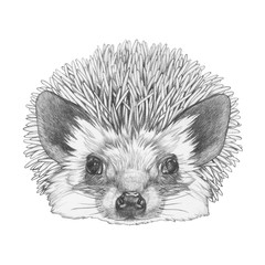 Portrait of Hedgehog. Hand drawn illustration. 