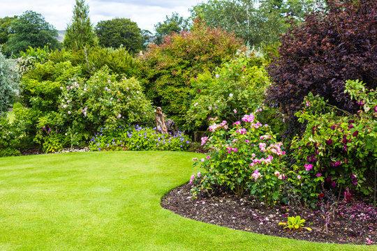 Fototapeta Lovely pink roses bush and the green lawn 